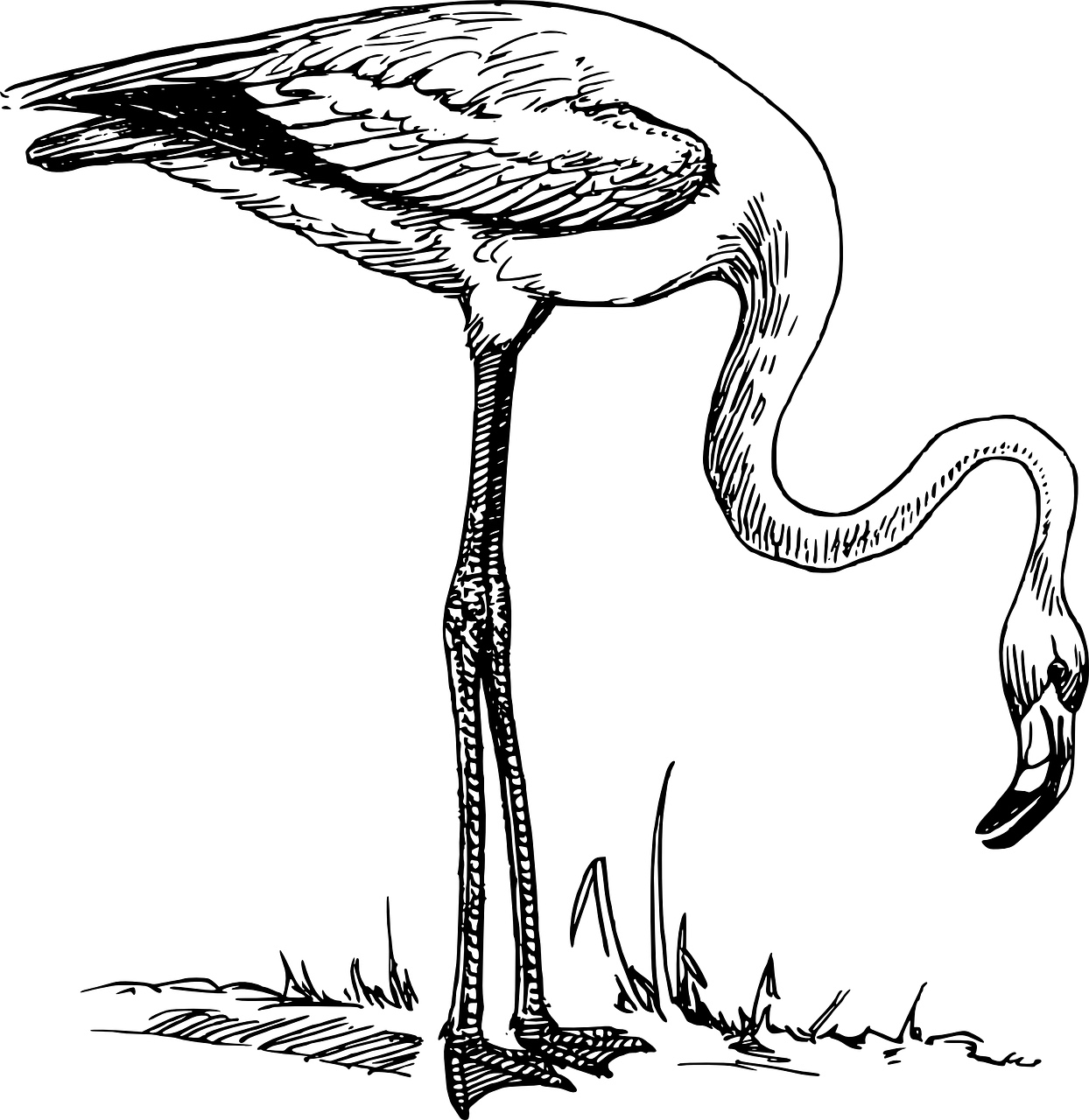Flamingo Profile