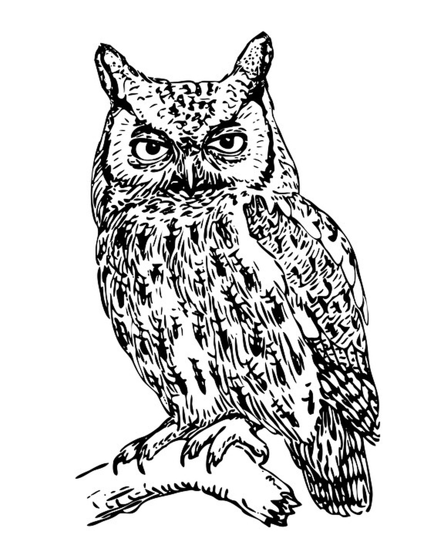 Gorgeous Owl to Color for Adults