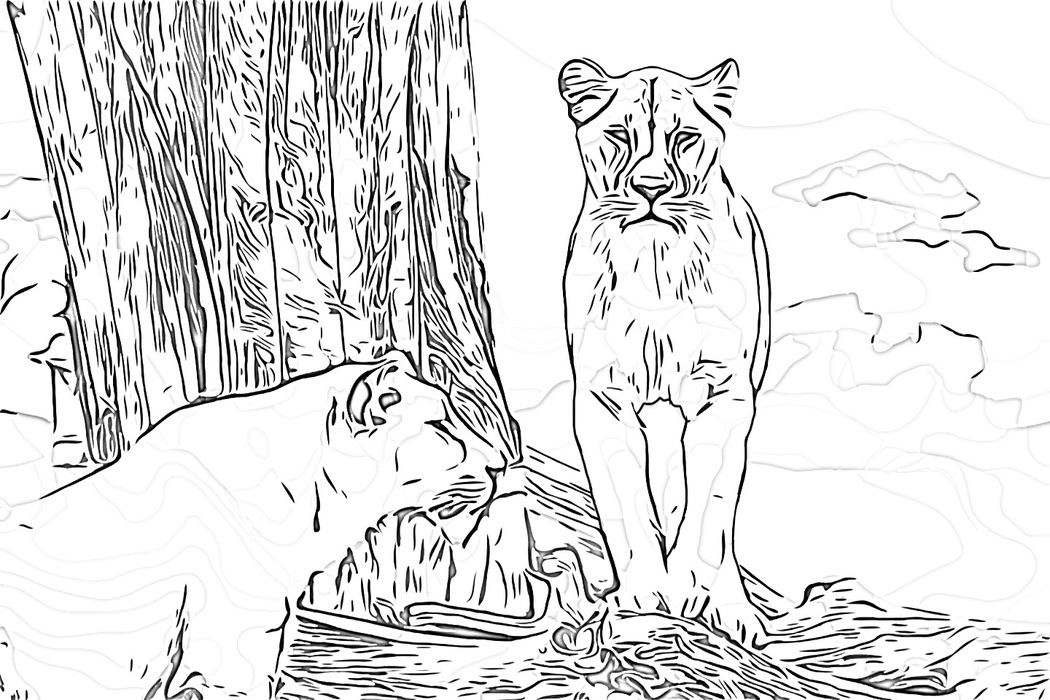 Lioness Pair Basking Under a Tree