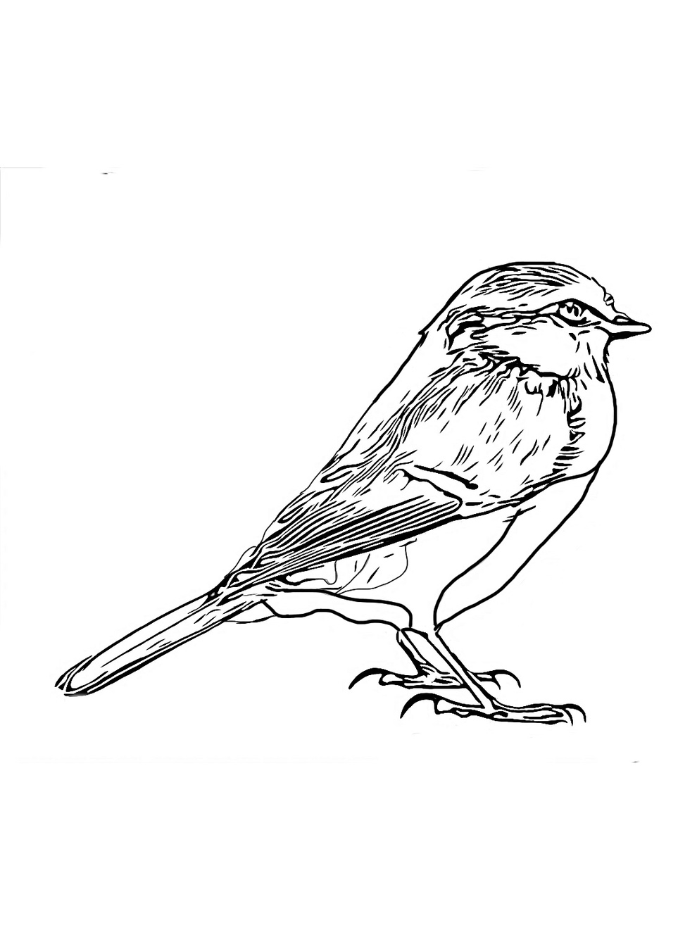 Long-tailed Tit Free bird coloring sheet