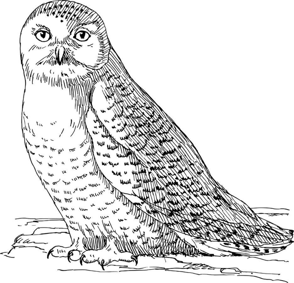 Owl Side View