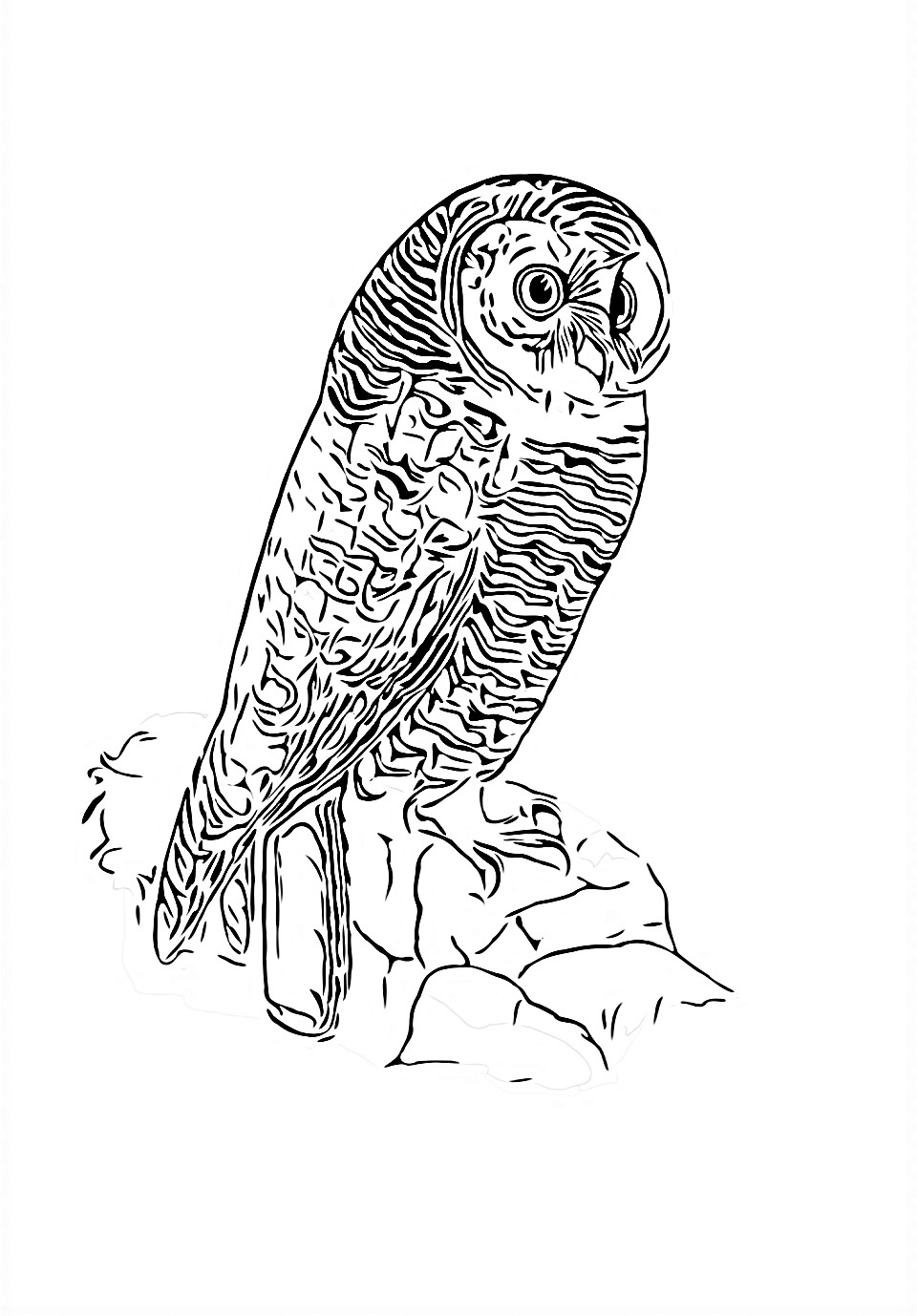 Owl on the Rocks