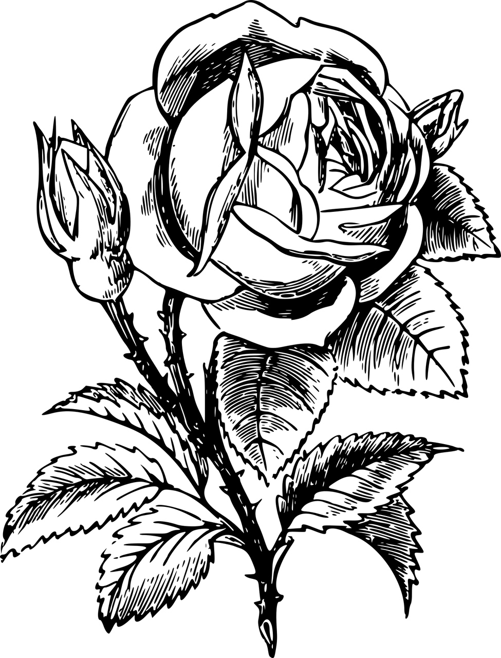 Roses in Flower