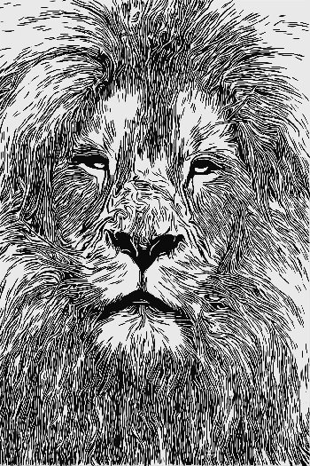 African lion coloring page