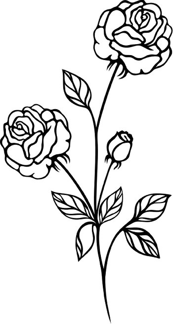 Exquisite spray of roses coloring page