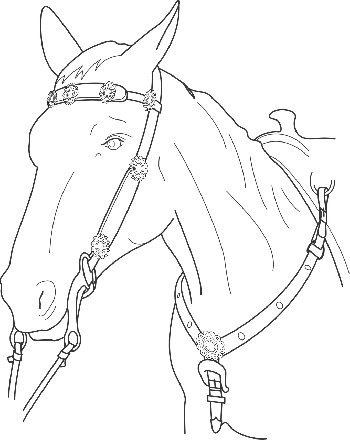 Horse profile in Bridle 