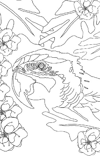 Macaw Parrot Coloring Printable 